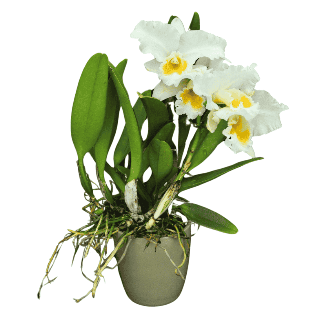 Cattleya Olga