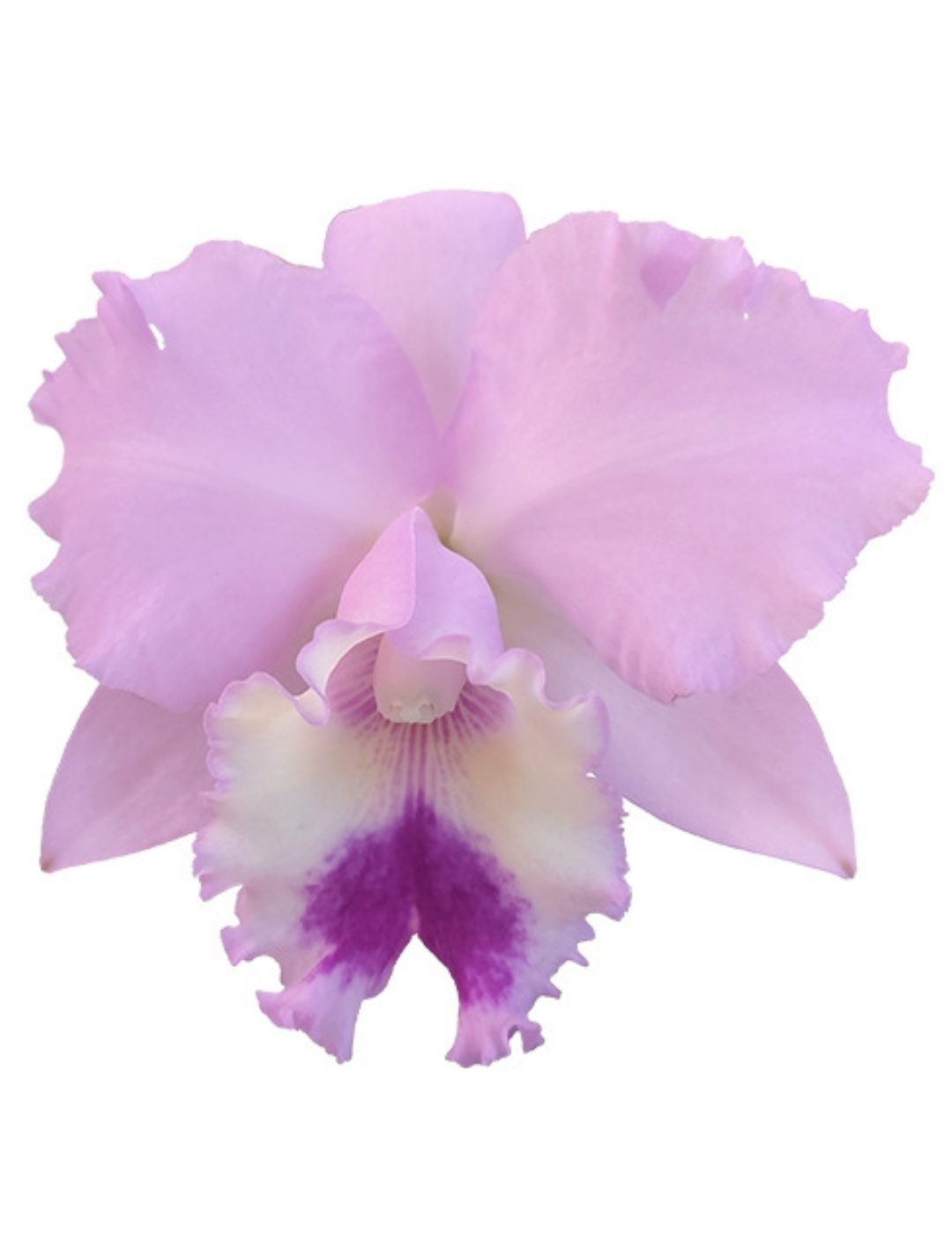 Cattleya Wilma