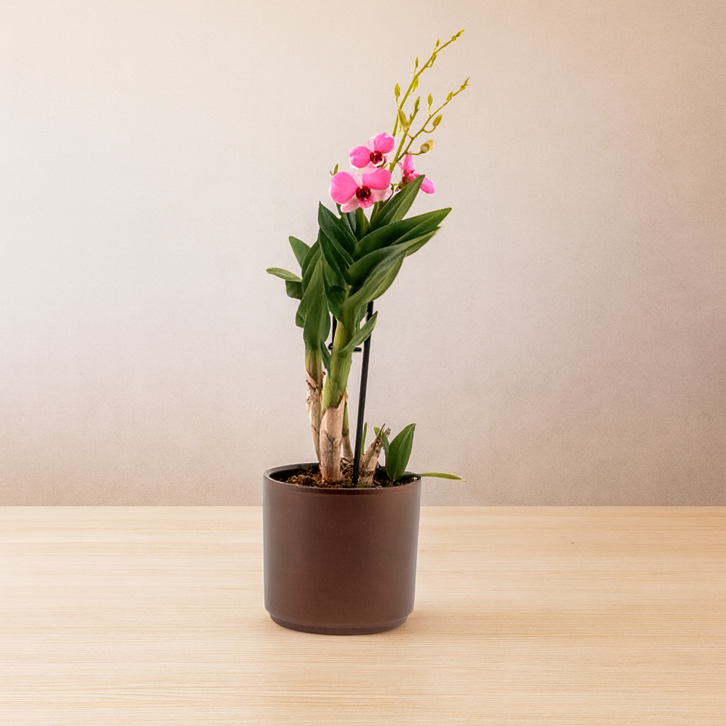 Dendrobium Phalaenopsis