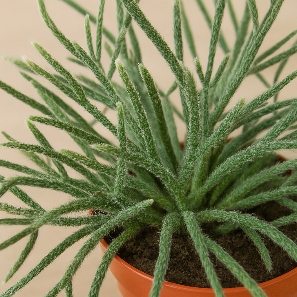 Rhipsalis Pilocarpa