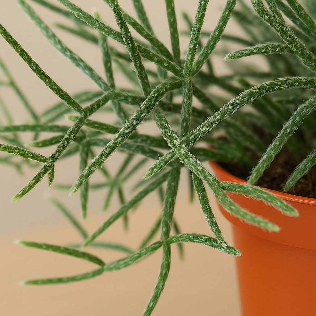 Rhipsalis Pilocarpa