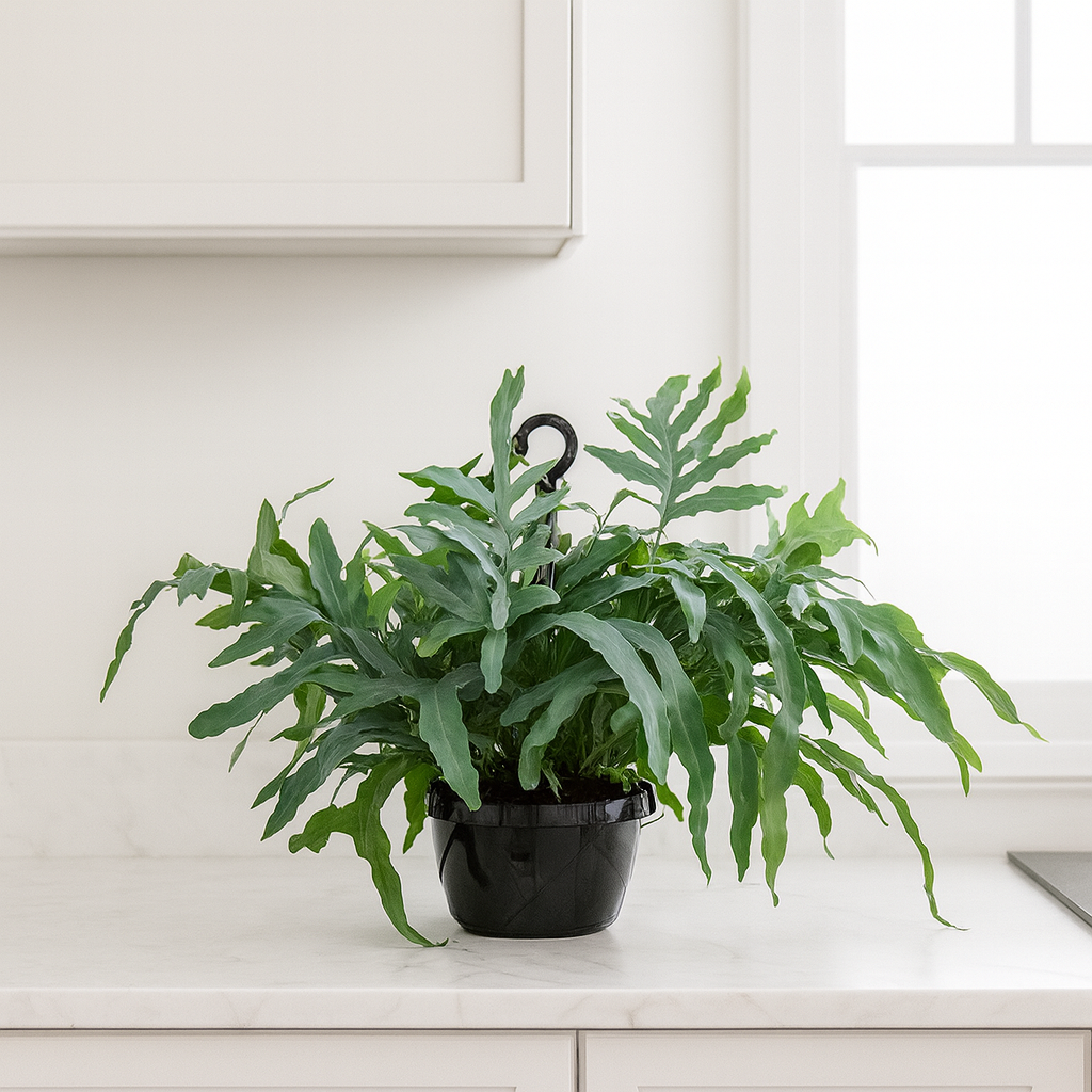 Phlebodium BLUE STAR