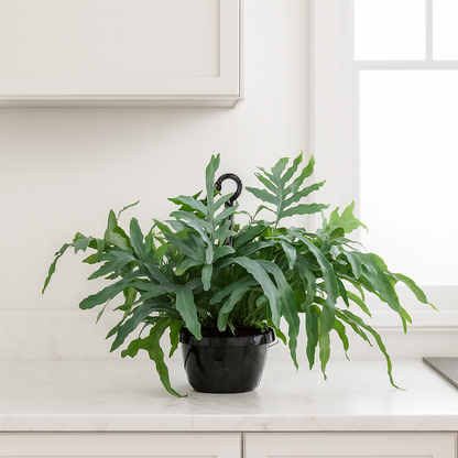 Phlebodium BLUE STAR
