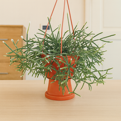 Rhipsalis Pilocarpa