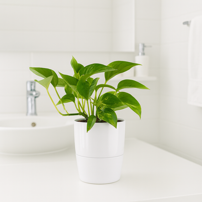 Scindapsus Pothos Aureum Ø9