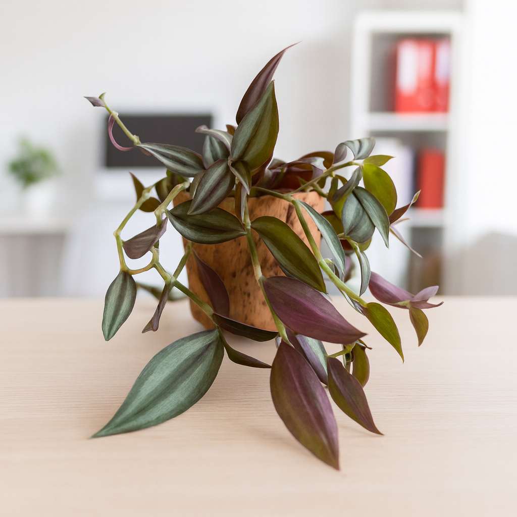 Tradescantia Zebrina Hill Ø18 Baschet