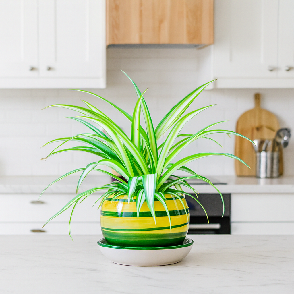 Chlorophytum Comosum Ø14