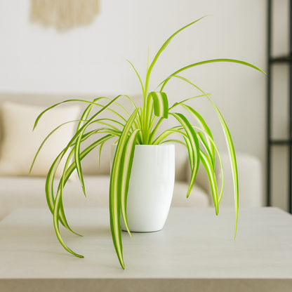Chlorophytum Comosum Ø9