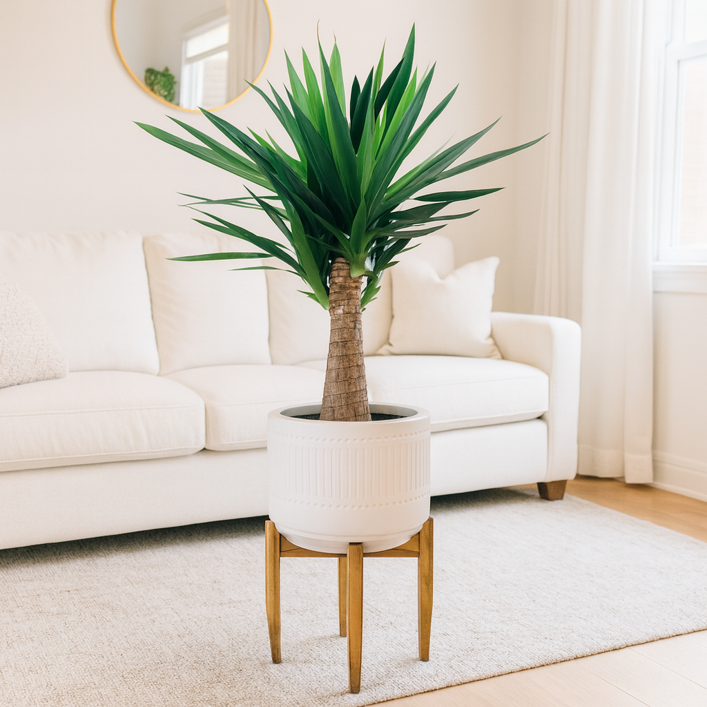 Yucca