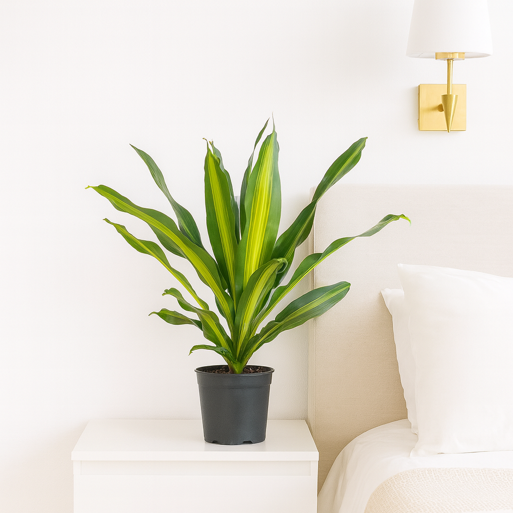 Dracaena Burley