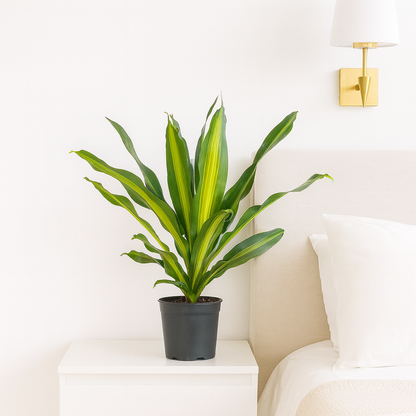Dracaena Burley