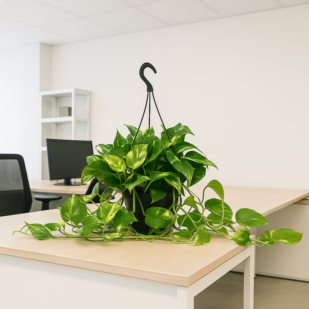 Pothos (scindapsus) Aurea Baschet20