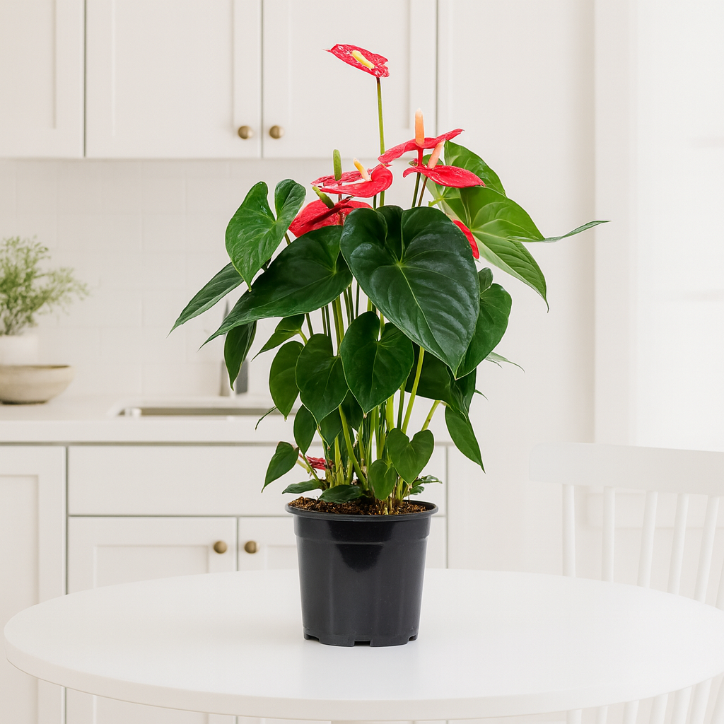 Anthurium Andreanum Oregon Ø17