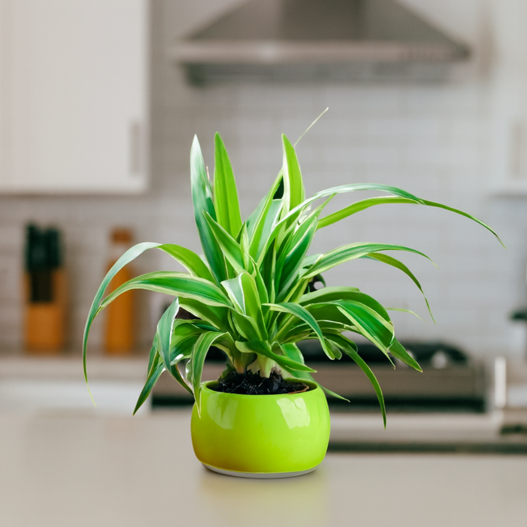 Chlorophytum Bonnie Ø14