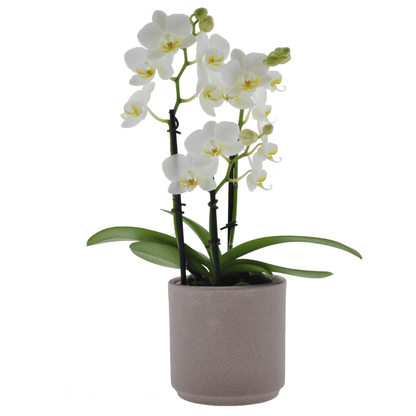 Phalaenopsis Cinzia Ø9