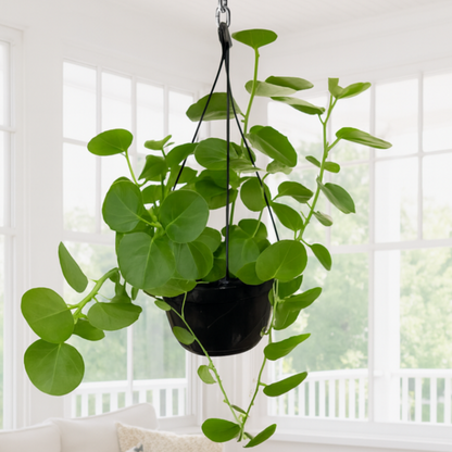 Cissus Rotundifolia