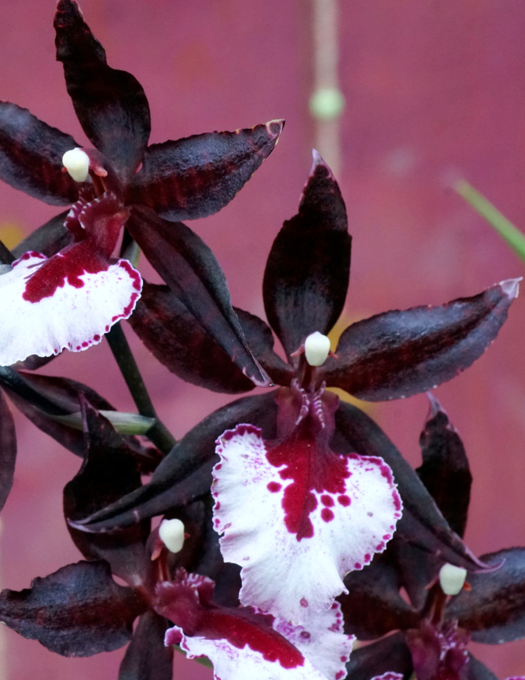 Colmanara Massai  Orchidea tropicale spedita dal produttore – Flogheter