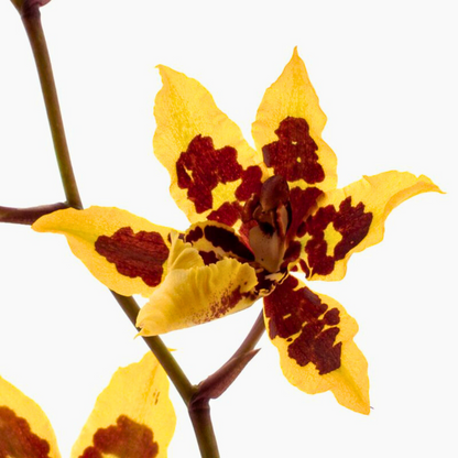 Colmanara Yellow Star