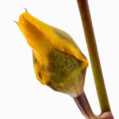 Colmanara Yellow Star