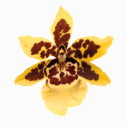 Colmanara Yellow Star