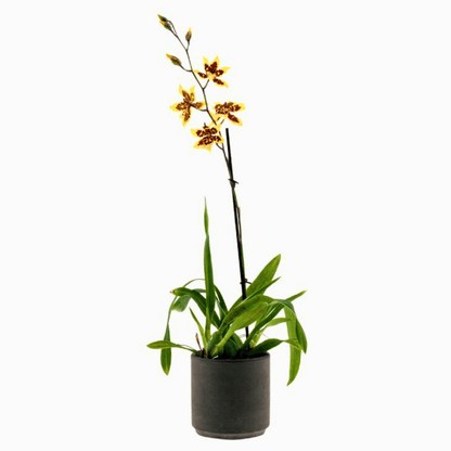 Colmanara Yellow Star
