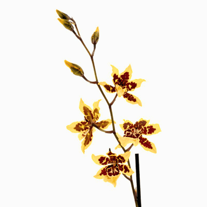 Colmanara Yellow Star