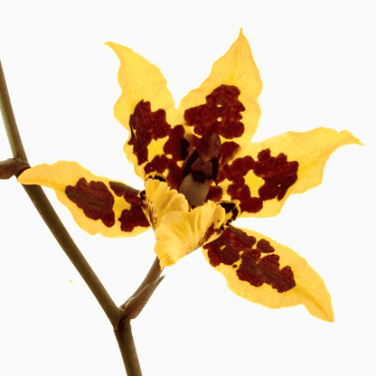 Colmanara Yellow Star