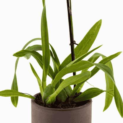 Colmanara Yellow Star