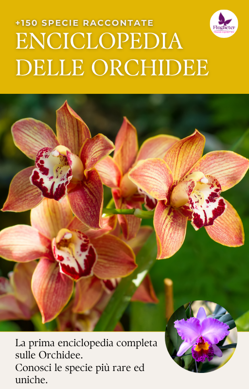 Box del coltivatore perfetto