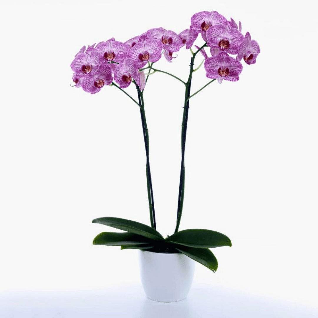 Phalaenopsis Cosmopolitan Ø12