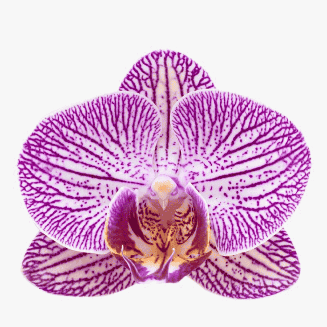Phalaenopsis Cosmopolitan Ø12