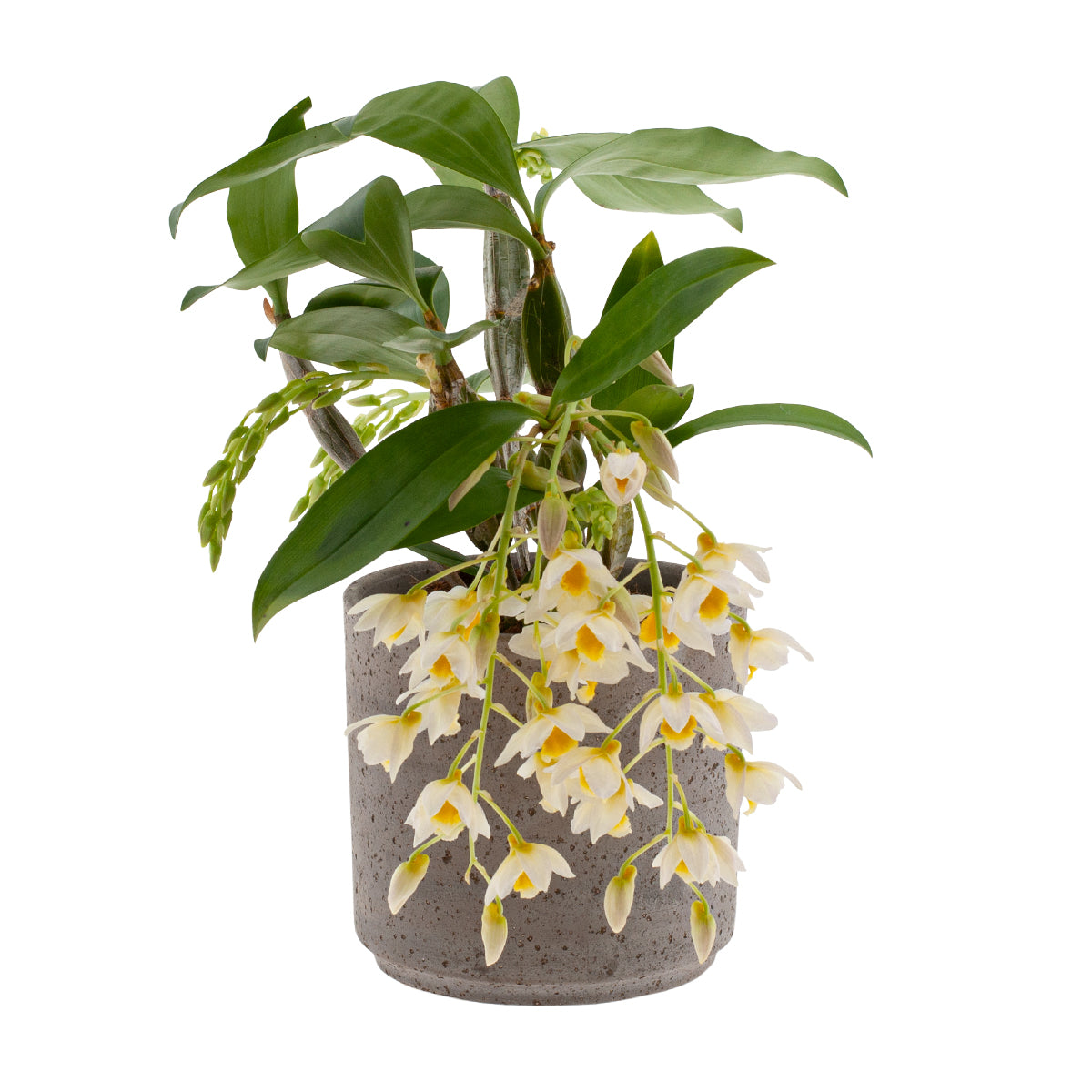 Dendrobium Farmeri