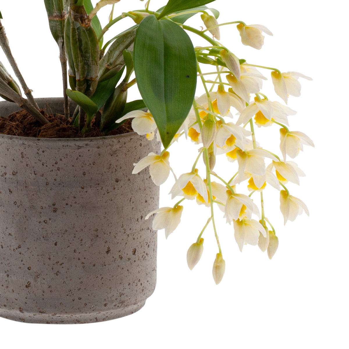 Dendrobium Farmeri