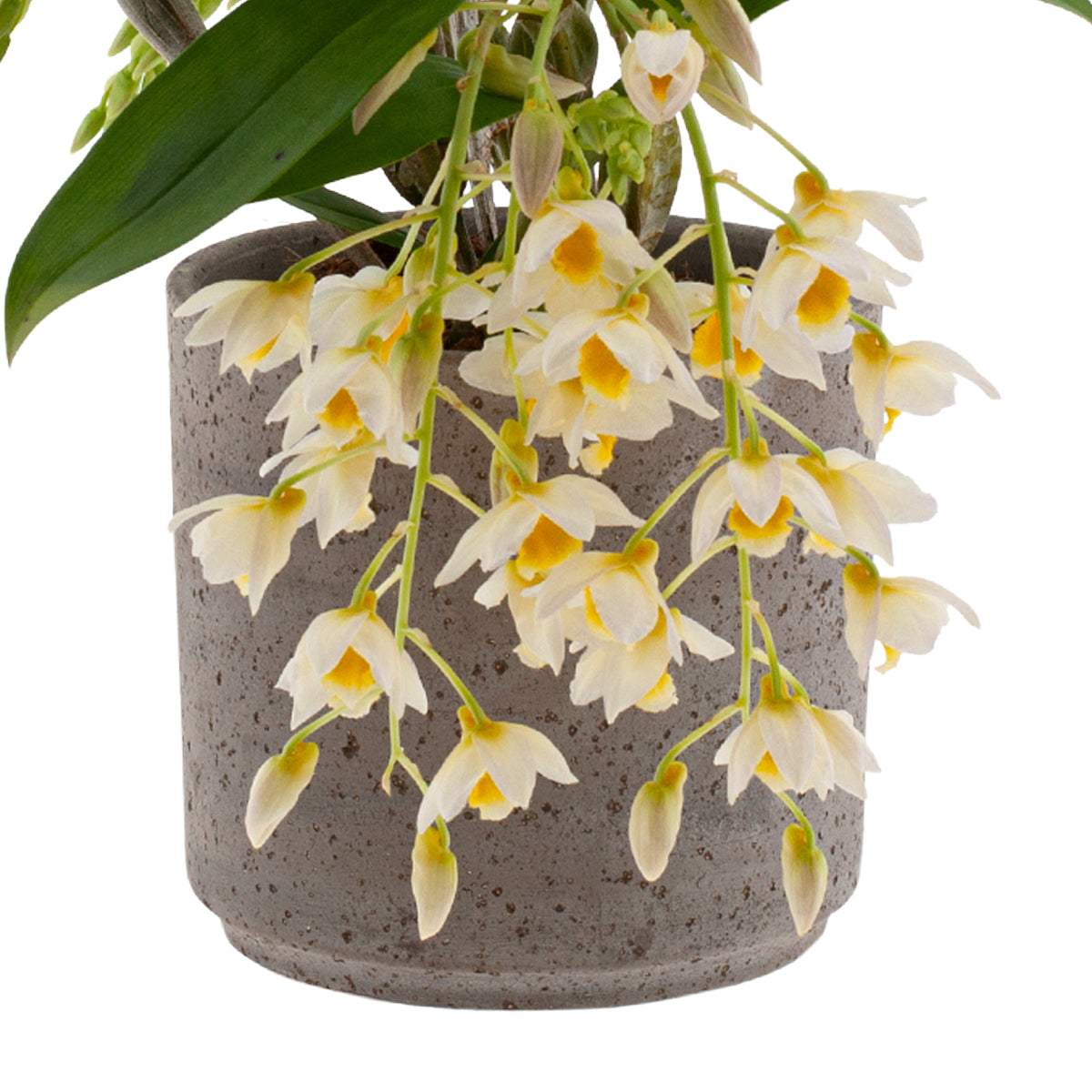Dendrobium Farmeri