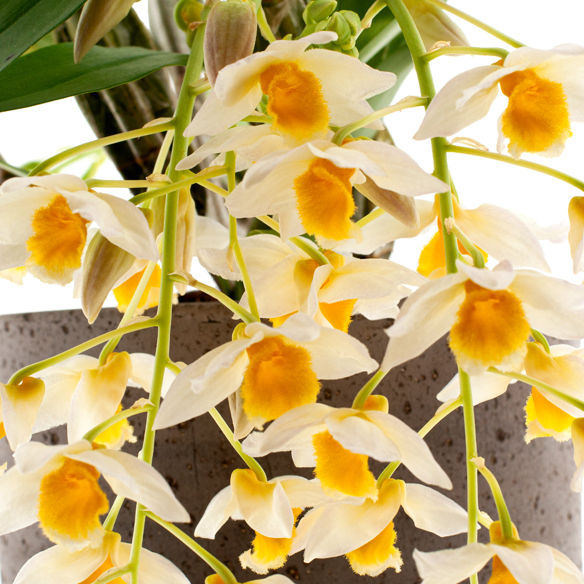 Dendrobium Farmeri