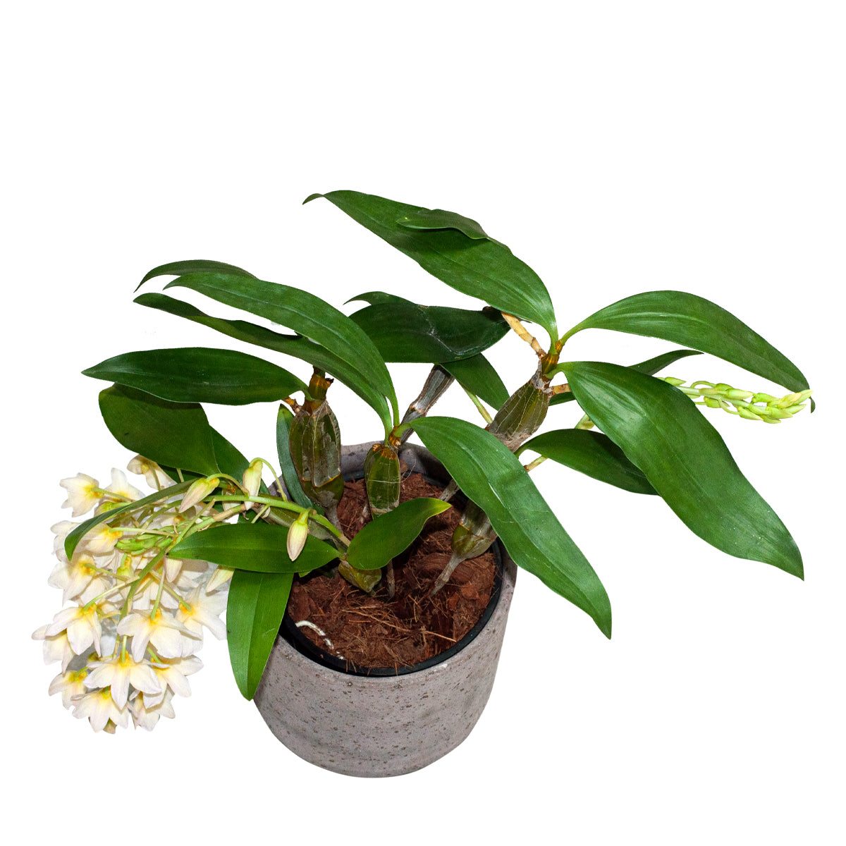 Dendrobium Farmeri
