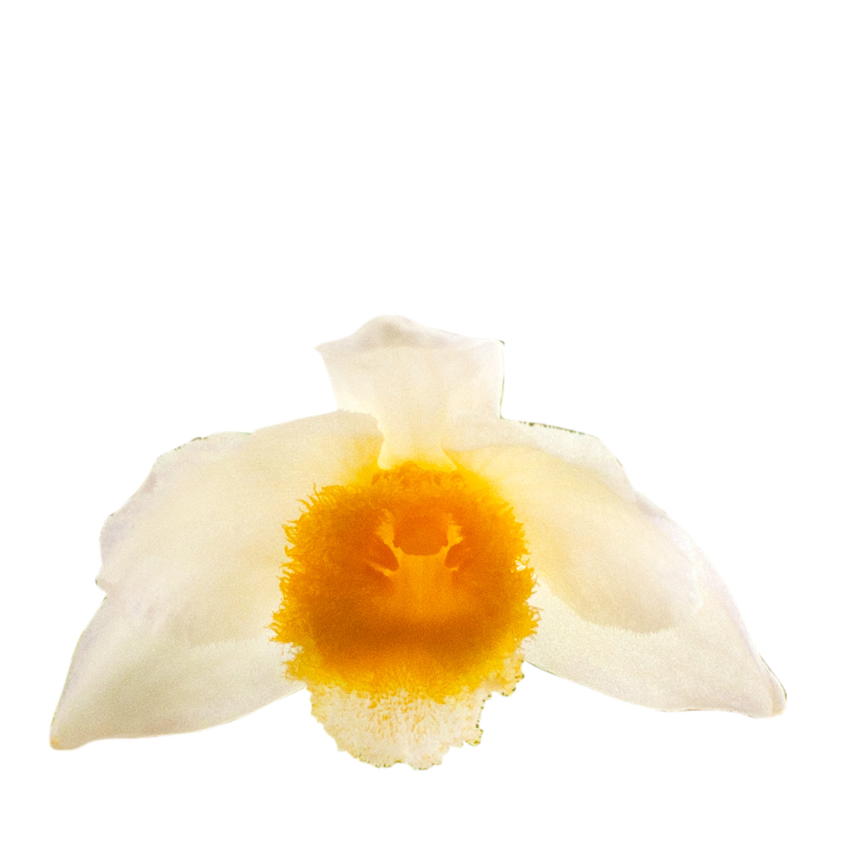 Dendrobium Farmeri