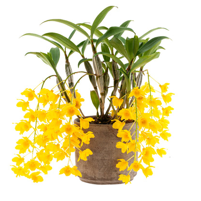 Dendrobium Griffithianum