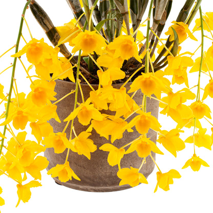 Dendrobium Griffithianum