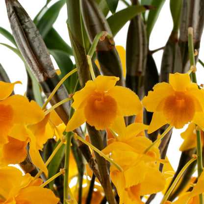 Dendrobium Griffithianum