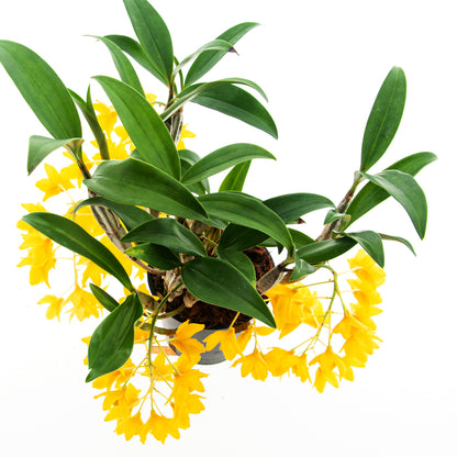 Dendrobium Griffithianum