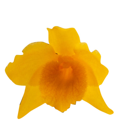 Dendrobium Griffithianum