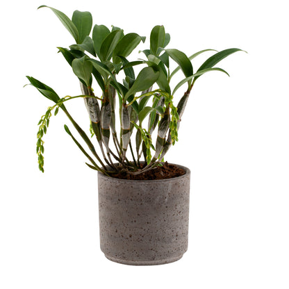 Dendrobium Griffithianum