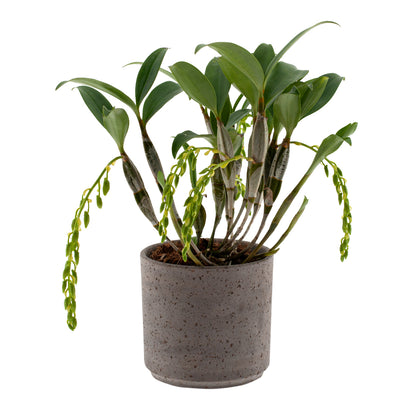 Dendrobium Griffithianum