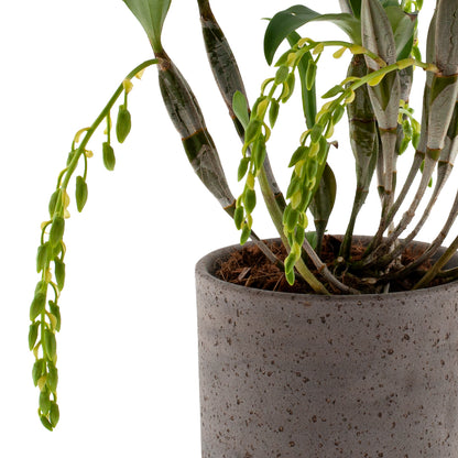 Dendrobium Griffithianum