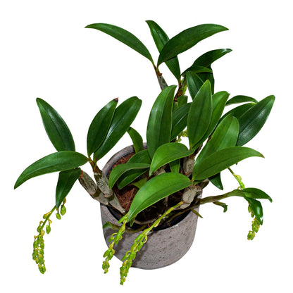 Dendrobium Griffithianum