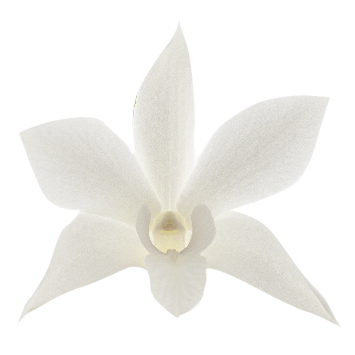 Dendrobium Ida