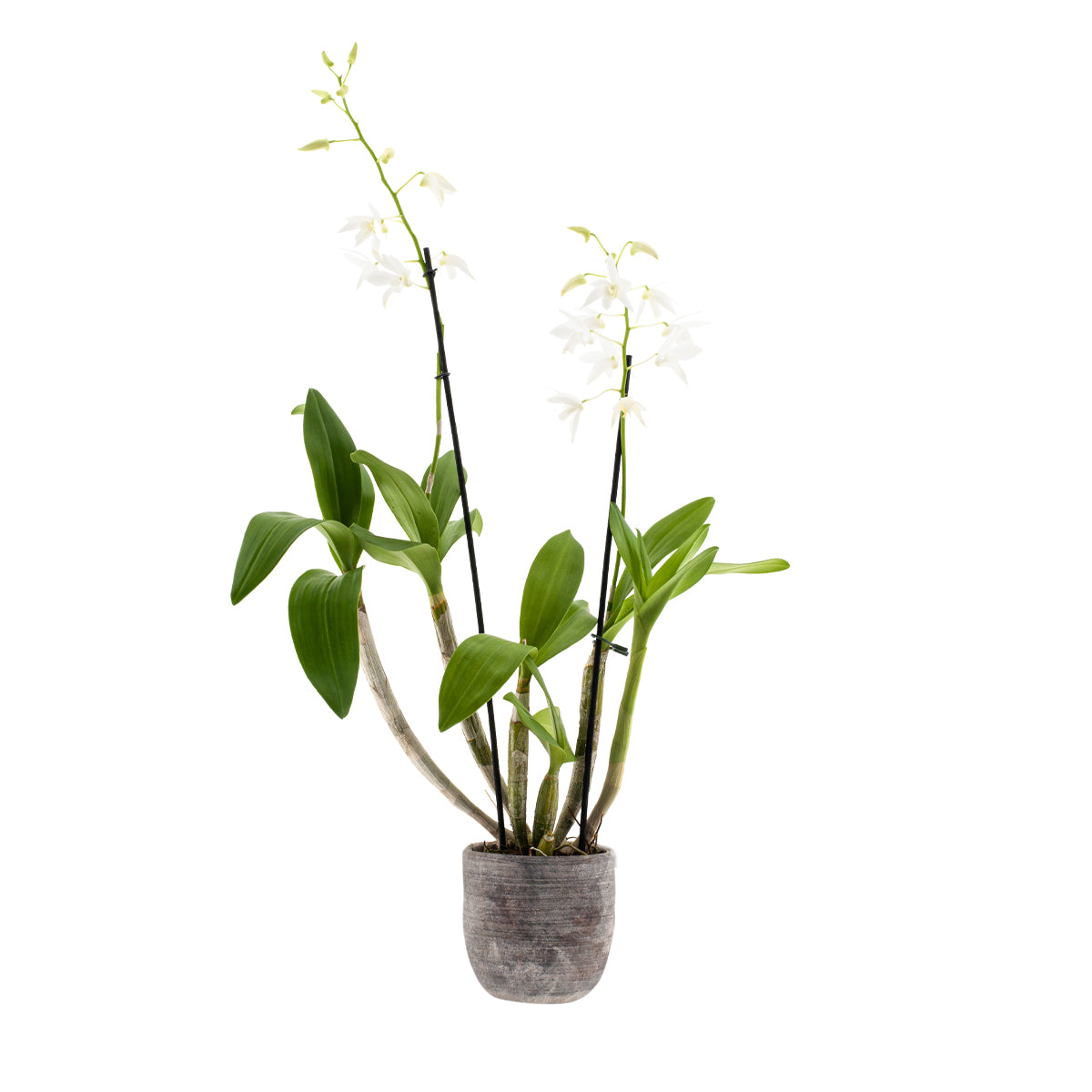 Dendrobium Ida