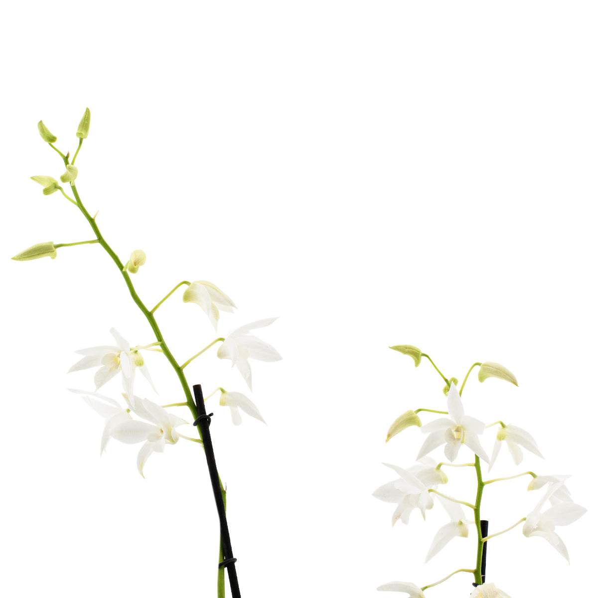 Dendrobium Ida