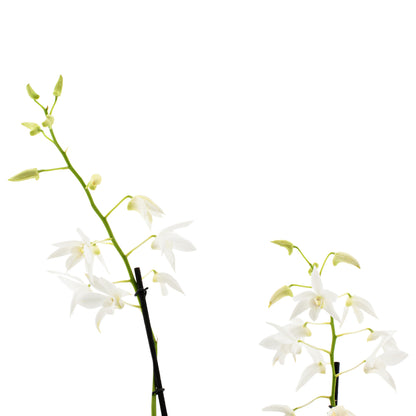 Dendrobium Ida